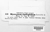 Terriera cladophila image